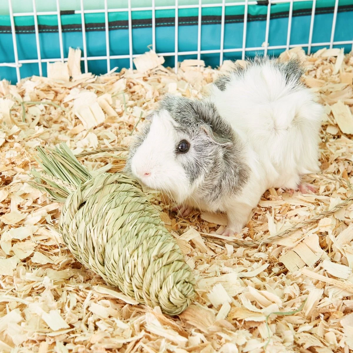 Zanahoria De Heno "Timothy CLUB" 5 Zanahoria De Heno "Timothy CLUB" - Imagen 3