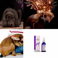 CALMER Calma Y Baja La Ansiedad -Mascotas Productos Tienda 49005328 10156944068763256 6354533221148917760 n