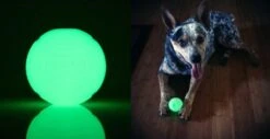 Pelota "Max Glow" Chuckit! Reflectante -Mascotas Productos Tienda 7 3