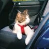 Arnés De Automóvil Para Gatos