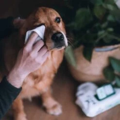 Toallitas Húmedas Compostables Beco - Sin Olor -Mascotas Productos Tienda beco toallitas sinolor 2