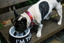 Bowl "I'm The Boss" Zee.Dog Negro -Mascotas Productos Tienda boss bowl black 3