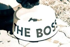 Bowl "I'm The Boss" Zee.Dog Blanco -Mascotas Productos Tienda boss bowl blanco 4