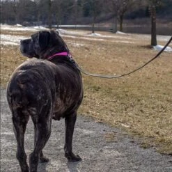 Correa De Entrenamiento Coastal -Mascotas Productos Tienda coastal training perro