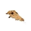 Escondite Fósil Crocodile Skull Exo Terra -Mascotas Productos Tienda cocodrilo skull 1