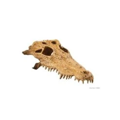 Escondite Fósil Crocodile Skull Exo Terra