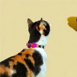 Collar Para Gatos "Prisma" Zee.Cat 11 Collar Para Gatos "Prisma" Zee.Cat -Mascotas Productos Tienda collar prisma zee.cat 4