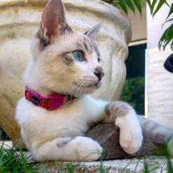 Collar Para Gatos "Prisma" Zee.Cat 12 Collar Para Gatos "Prisma" Zee.Cat -Mascotas Productos Tienda collar prisma zee.cat 6