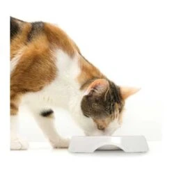 Comedero Con Borde Bajo Doble Para Gatos -Mascotas Productos Tienda comedero bordebajo blanco 2