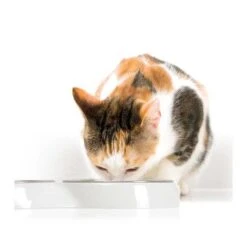 Comedero Con Borde Bajo Doble Para Gatos -Mascotas Productos Tienda comedero bordebajo blanco 3