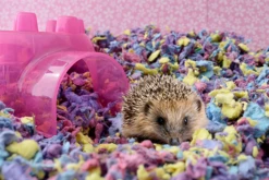 Sustrato Para Cama "Carefresh" Confetti -Mascotas Productos Tienda confetti