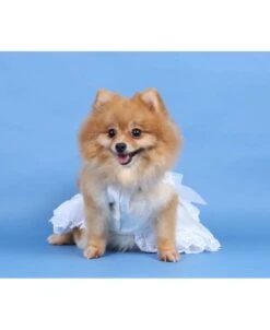 Disfraz De Novia -Mascotas Productos Tienda disfraz de novia 3