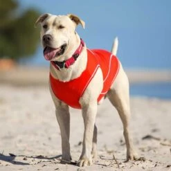 Camiseta Playa Filtro UV Rashies EzyDog -Mascotas Productos Tienda ezydog rashies polera 3 1