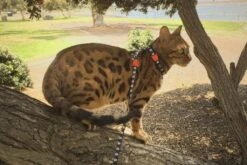 Set Arnés Y Correa Para Gatos "Skull" Zee.Cat -Mascotas Productos Tienda gato skull