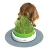 Germinador De Pasto Indoor Para Gatos -Mascotas Productos Tienda grass planter 1