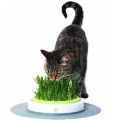 Germinador De Pasto Indoor Para Gatos 16 Germinador De Pasto Indoor Para Gatos -Mascotas Productos Tienda grass planter 3