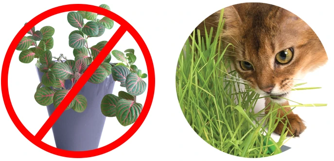 Germinador De Pasto Indoor Para Gatos 8 Germinador De Pasto Indoor Para Gatos - Imagen 6