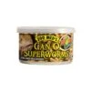 Gusanos Extra Grandes En Lata "Can O' Supeworms" -Mascotas Productos Tienda gusano extralarge 1