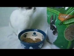 Mazuri Alimento Para Conejo En Base Timothy "Rabbit Diet" -Mascotas Productos Tienda hqdefault 10 5