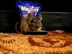 Mazuri Alimento Para "Chinchilla Diet" -Mascotas Productos Tienda hqdefault 10 6