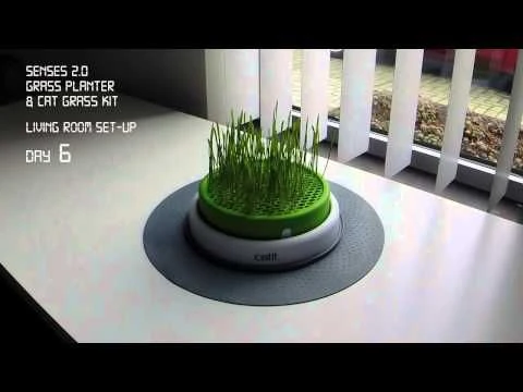 Germinador De Pasto Indoor Para Gatos 6 Germinador De Pasto Indoor Para Gatos - Imagen 4