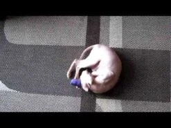 Juguete KONG "Kitten Kickeroo" -Mascotas Productos Tienda hqdefault 13