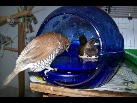 Bañera Para Aves 7 Bañera Para Aves - Imagen 5