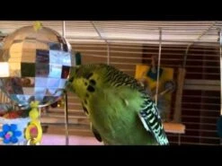 Bola Disco Juguete Para Aves 7 Bola Disco Juguete Para Aves -Mascotas Productos Tienda hqdefault 14 15