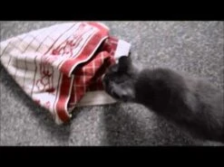 Catnip En Spray "Kong Naturals" -Mascotas Productos Tienda hqdefault 14 24