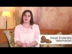 Adaptil Spray Para Perros -Mascotas Productos Tienda hqdefault 14 9