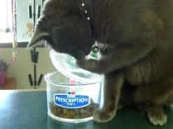 Snacks Hipoalergénicos Hill's Para Gatos -Mascotas Productos Tienda hqdefault 26 1