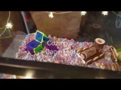 Sustrato Para Cama "Carefresh" Confetti -Mascotas Productos Tienda hqdefault 27 4