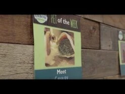 Oxbow "Essentials" Alimento Para Cuy Joven -Mascotas Productos Tienda hqdefault 31 1