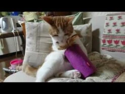 Juguete Tubo Melódico "Melody Chaser" Para Gatos -Mascotas Productos Tienda hqdefault 37