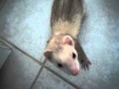 Collar Con Cascabel Para Hurón -Mascotas Productos Tienda hqdefault 41