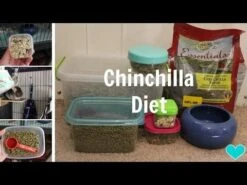 Oxbow "Essentials" Alimento Para Chinchilla -Mascotas Productos Tienda hqdefault 42