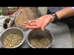 Oxbow "Essentials" Alimento Para Conejo Adulto -Mascotas Productos Tienda hqdefault 47