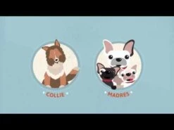 Bravecto Antiparasitario Externo Para Perros -Mascotas Productos Tienda hqdefault 55