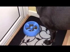 Plato Regulador De Ingesta "Go-Slow!" 19 Plato Regulador De Ingesta "Go-Slow!" -Mascotas Productos Tienda hqdefault 57 5