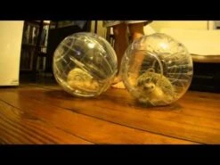 Bola De Ejercicio Para Pequeños Animales -Mascotas Productos Tienda hqdefault 61 4