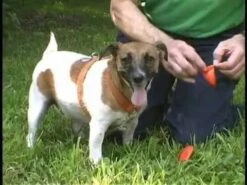 Botas De Goma PawZ Talla Medium -Mascotas Productos Tienda hqdefault 64 6