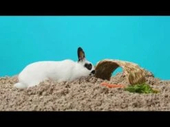 Sustrato Para Cama "Carefresh" Natural -Mascotas Productos Tienda hqdefault 65 36