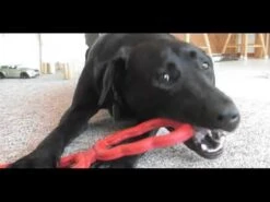 Juguete KONG Tug Para Halar 11 Juguete KONG Tug Para Halar -Mascotas Productos Tienda hqdefault 65 6