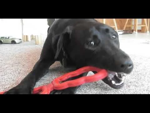 Juguete KONG Tug Para Halar 7 Juguete KONG Tug Para Halar - Imagen 5