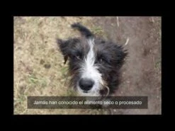 Caldo De Huesos De Vacuno Huargos -Mascotas Productos Tienda hqdefault 68 7