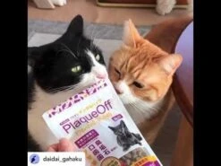 Cuidado Dental Proden PlaqueOff® Croq Bites Para Gatos -Mascotas Productos Tienda hqdefault 69 24