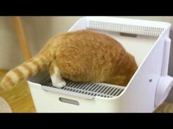 Bandeja Sanitaria Con Purificador Inteligente "Pura Cat" -Mascotas Productos Tienda hqdefault 69 25