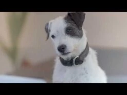 PlaqueOff Polvo Removedor De Sarro Para Perros -Mascotas Productos Tienda hqdefault 69 7