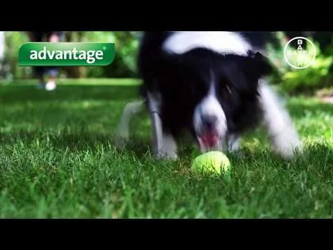 Advantage Pipeta Antipulgas Para Gatos 4 Advantage Pipeta Antipulgas Para Gatos - Imagen 2