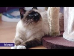 Feliway Classic Spray -Mascotas Productos Tienda hqdefault 6 6